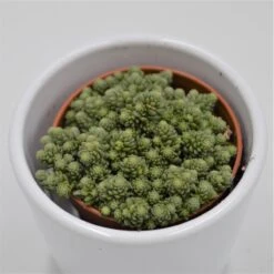 Monanthes Muralis - 5,5cm