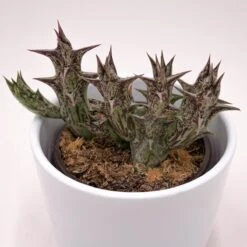 Orbea Decaisneana Subs. Hesperidum - 8cm -Gartenbedarf Verkäufe 2024 orbea decaisneana subs hesperidum 8cm