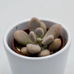 Pachyphytum Oviferum Pink Moonstones - 6cm -Gartenbedarf Verkäufe 2024 pachyphytum oviferum pink moonstones 6cm