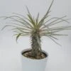 Pachypodium Geayi - 12cm -Gartenbedarf Verkäufe 2024 pachypodium geayi 12cm