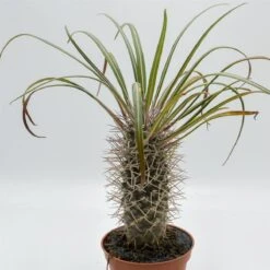 Pachypodium Geayi - 12cm -Gartenbedarf Verkäufe 2024 pachypodium geayi 12cm3