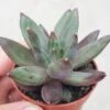 X Pachyveria Izar - 5,5cm