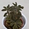 Peperomia Asperula - 5,5cm