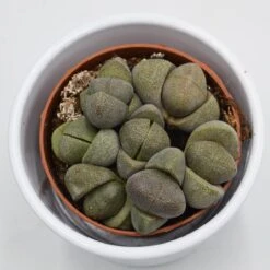 Pleiospilos Nelii - 8,5cm