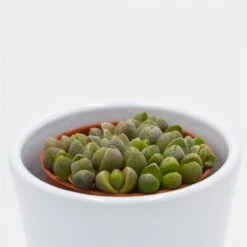 Pleiospilos Nelii Mini - 5,5cm