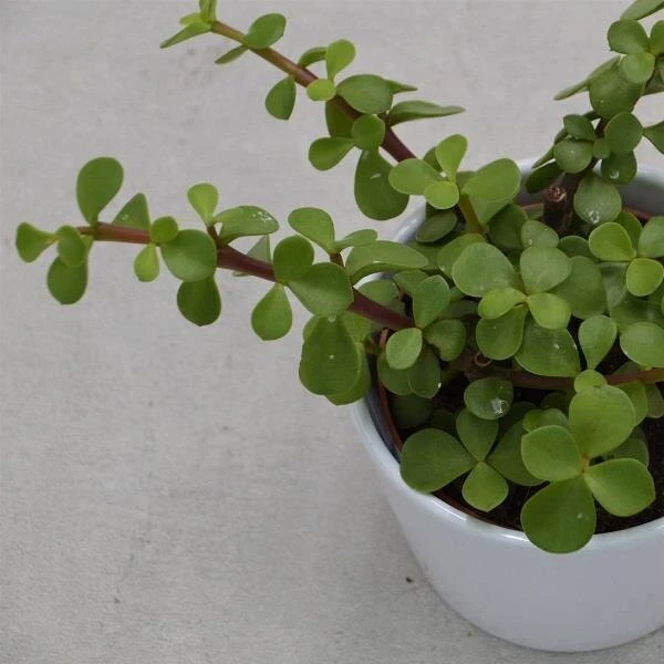 Portulacaria Afra - 10,5cm 3 Portulacaria Afra - 10,5cm