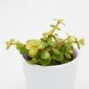 Portulacaria Afra Lemon - 8,5cm