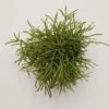 Rhipsalis Cassutha - 6cm -Gartenbedarf Verkäufe 2024 rhipsalis cassutha 6cm