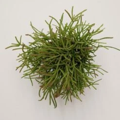 Rhipsalis Cassutha - 6cm