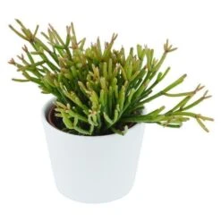 Rhipsalis Clavata - 6cm -Gartenbedarf Verkäufe 2024 rhipsalis clavata 6cm3