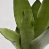 Sansevieria Moonshine - 12cm