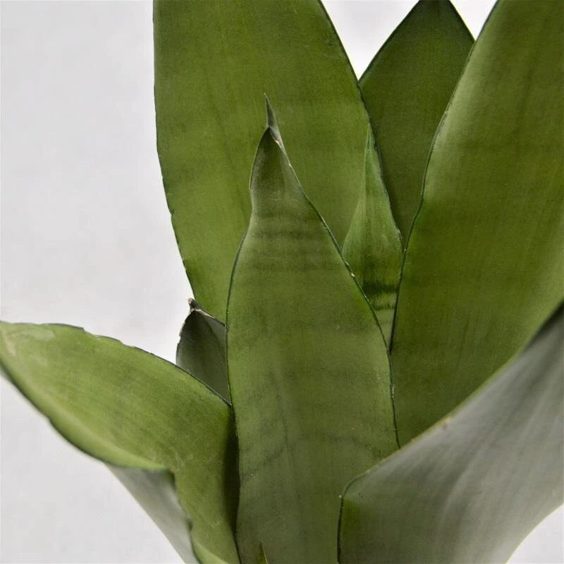 Sansevieria Moonshine - 12cm 3 Sansevieria Moonshine - 12cm