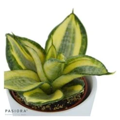 Sansevieria Trifasciata Golden Hahnii - 6cm 7 Sansevieria Trifasciata Golden Hahnii - 6cm -Gartenbedarf Verkäufe 2024 sansevieria trifasciata golden hahnii 6cm