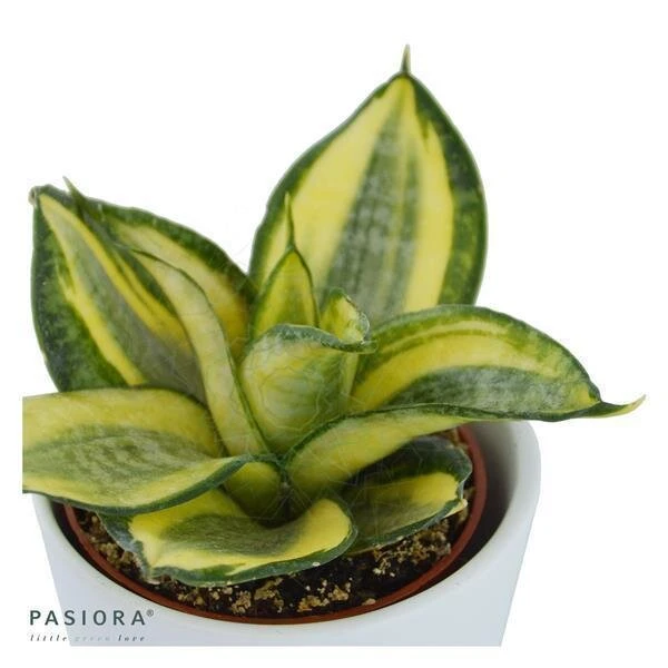 Sansevieria Trifasciata Golden Hahnii - 6cm 5 Sansevieria Trifasciata Golden Hahnii - 6cm - Image 3