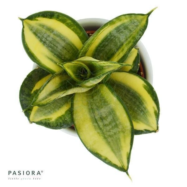 Sansevieria Trifasciata Golden Hahnii - 6cm 4 Sansevieria Trifasciata Golden Hahnii - 6cm - Image 2