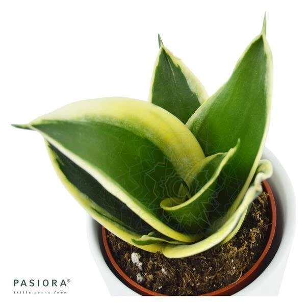 Sansevieria Trifasciata Honey Boney - 6cm 3 Sansevieria Trifasciata Honey Boney - 6cm