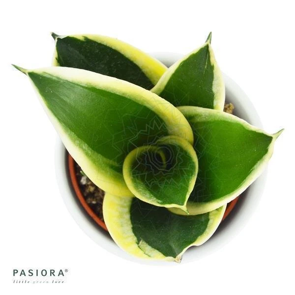 Sansevieria Trifasciata Honey Boney - 6cm 5 Sansevieria Trifasciata Honey Boney - 6cm - Image 3