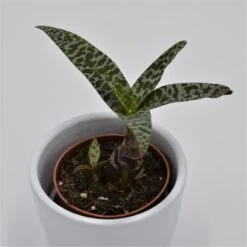 Scilla Socialis - 5,5cm