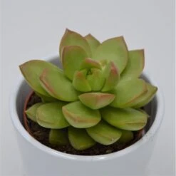 Sedum Adolphii - 8,5cm