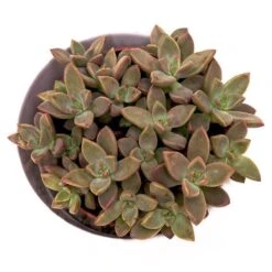 Sedum Bordeauxhart - 8,5cm