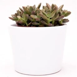 Sedum Bordeauxhart - 8,5cm -Gartenbedarf Verkäufe 2024 sedum bordeauxhart 8cm6