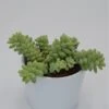 Sedum Burrito - 8,5cm 1 Sedum Burrito - 8,5cm -Gartenbedarf Verkäufe 2024 sedum burrito 8cm3
