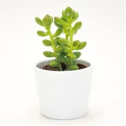 Gartenbedarf Verkäufe 2024 -Gartenbedarf Verkäufe 2024 sedum lucidum 5cm2