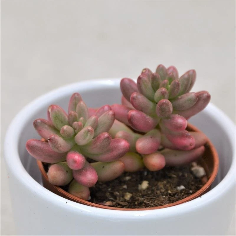 Sedum Rubrotinctum Aurora - 5,5cm 3 Sedum Rubrotinctum Aurora - 5,5cm