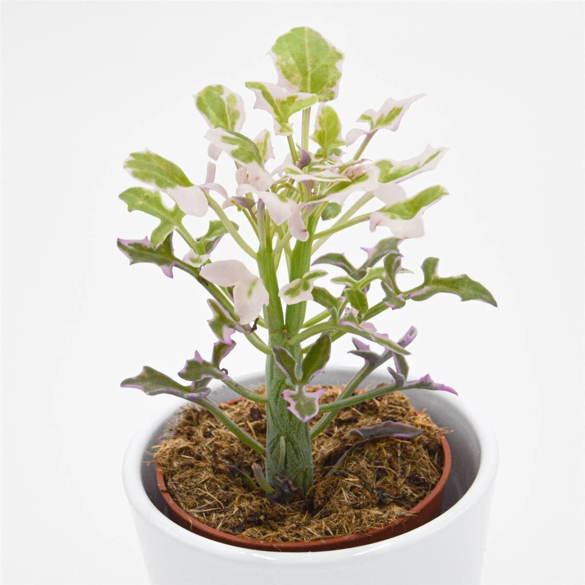 Senecio Articulatus F. Variegata - 8,5cm 11 Senecio Articulatus F. Variegata - 8,5cm - Image 9