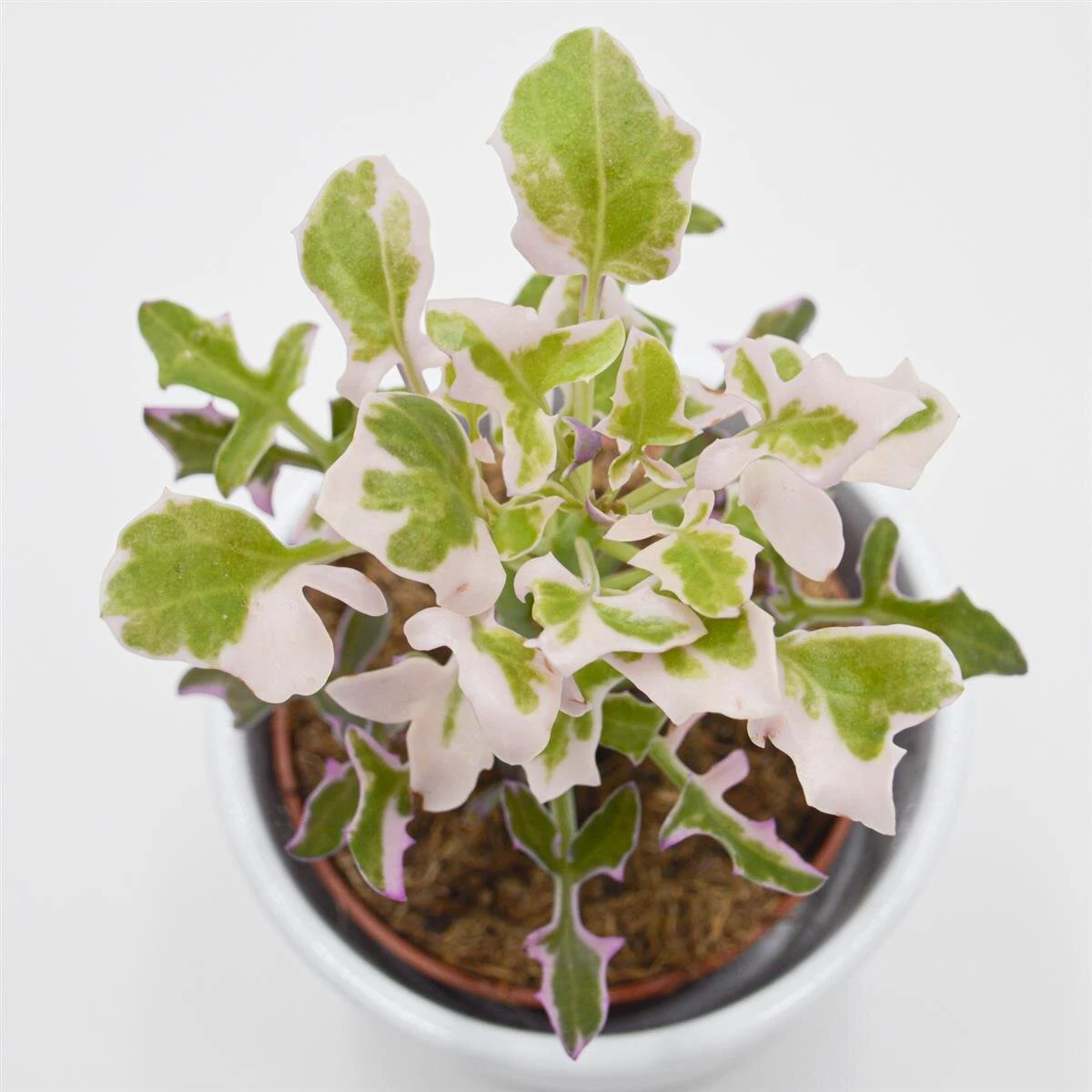 Senecio Articulatus F. Variegata - 8,5cm 8 Senecio Articulatus F. Variegata - 8,5cm - Image 6