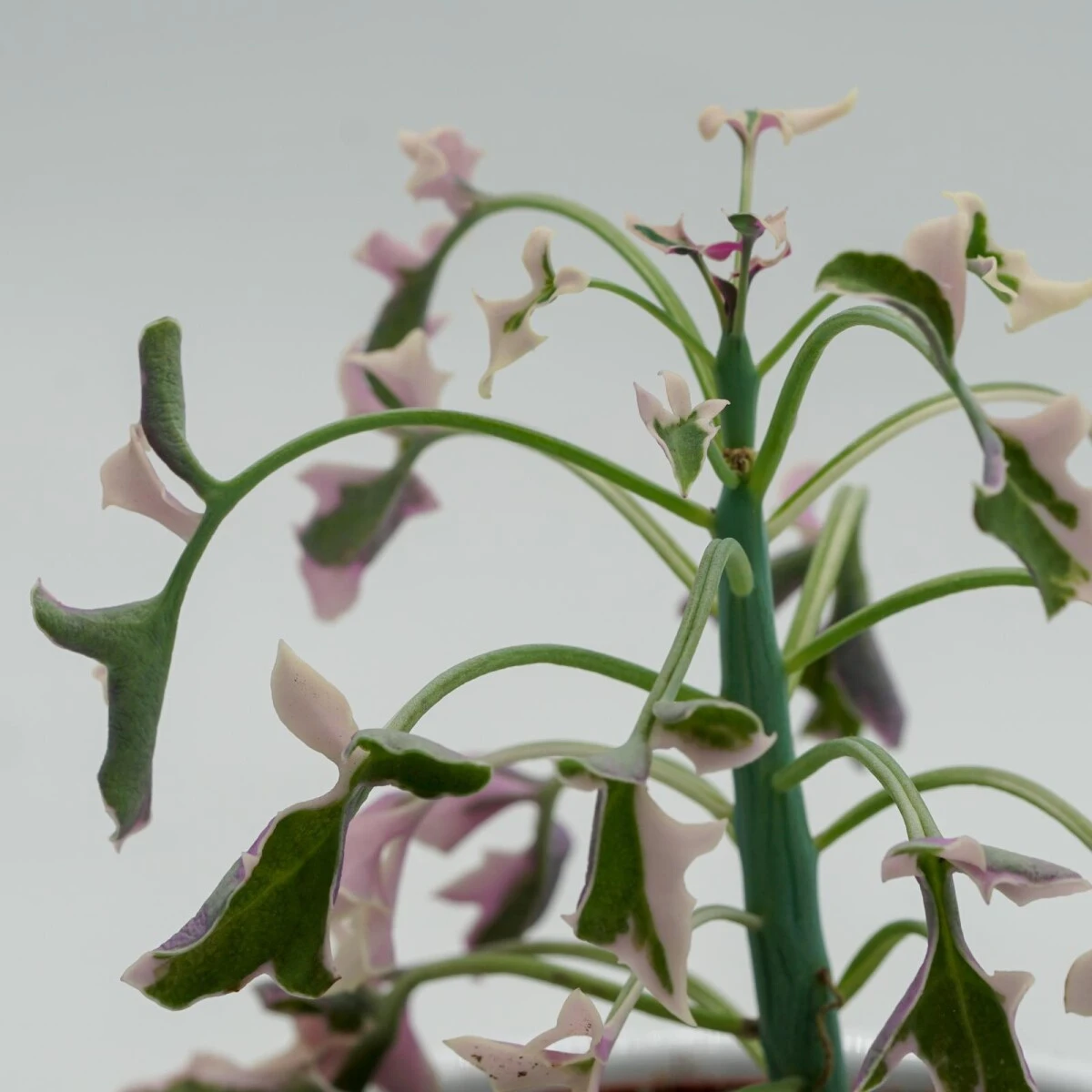 Senecio Articulatus F. Variegata - 8,5cm 6 Senecio Articulatus F. Variegata - 8,5cm - Image 4