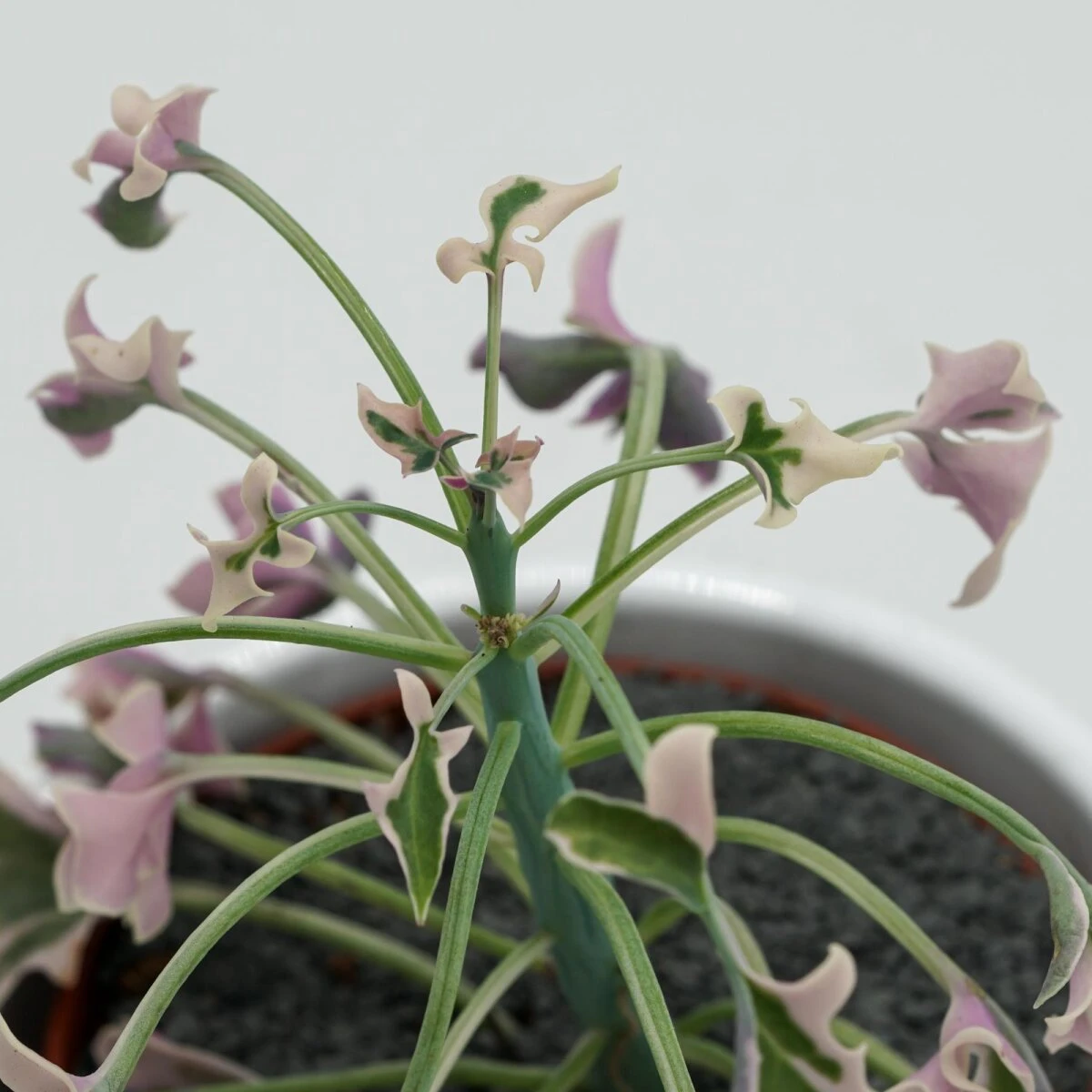 Senecio Articulatus F. Variegata - 8,5cm 4 Senecio Articulatus F. Variegata - 8,5cm - Image 2