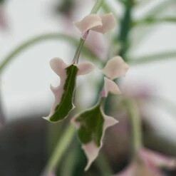 Senecio Articulatus F. Variegata - 8,5cm 18 Senecio Articulatus F. Variegata - 8,5cm -Gartenbedarf Verkäufe 2024 senecio articulatus f variegata 8cm6