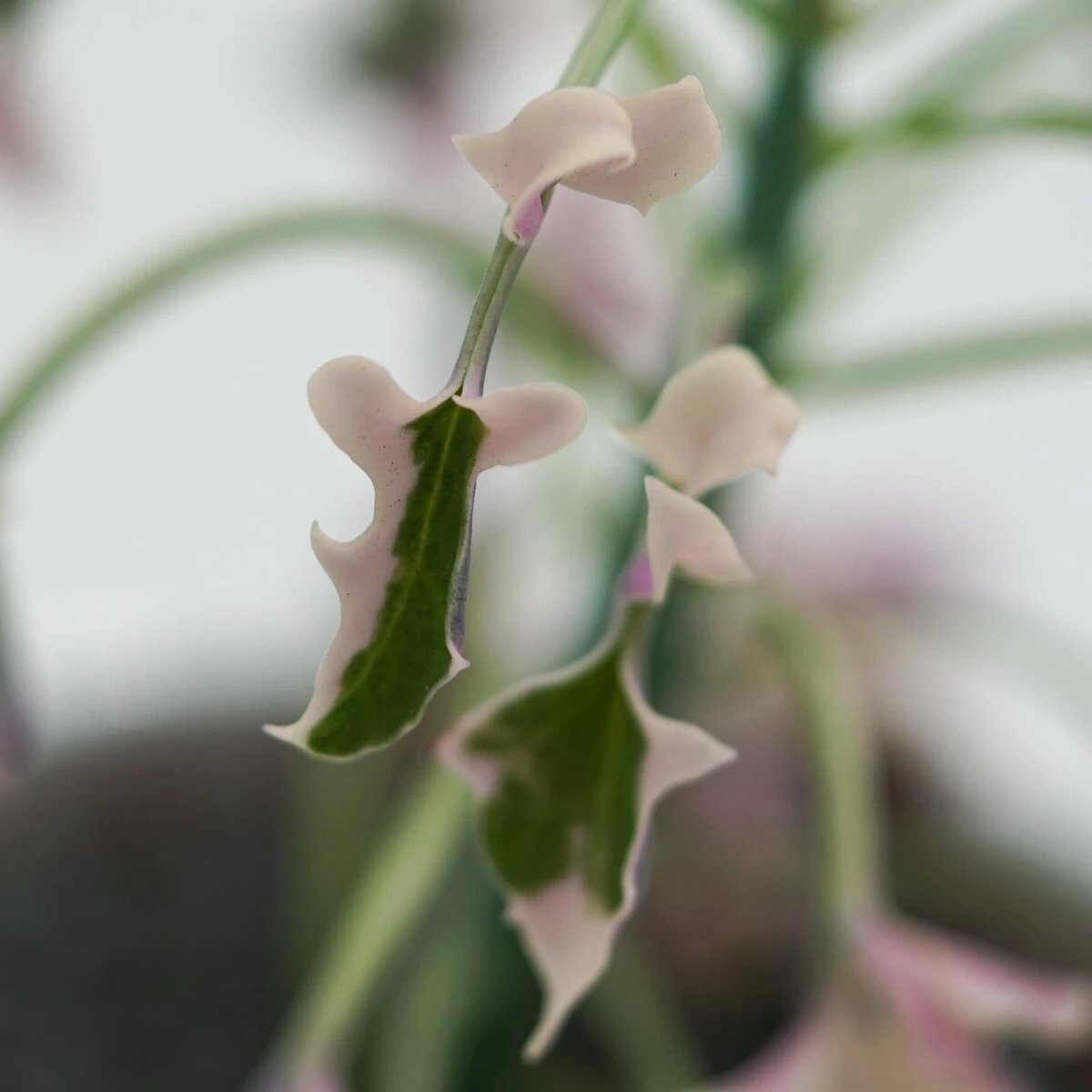 Senecio Articulatus F. Variegata - 8,5cm 10 Senecio Articulatus F. Variegata - 8,5cm - Image 8