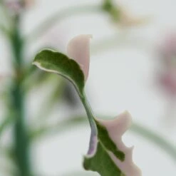 Senecio Articulatus F. Variegata - 8,5cm 13 Senecio Articulatus F. Variegata - 8,5cm -Gartenbedarf Verkäufe 2024 senecio articulatus f variegata 8cm7