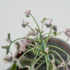 Senecio Articulatus F. Variegata - 8,5cm 15 Senecio Articulatus F. Variegata - 8,5cm -Gartenbedarf Verkäufe 2024 senecio articulatus f variegata 8cm9