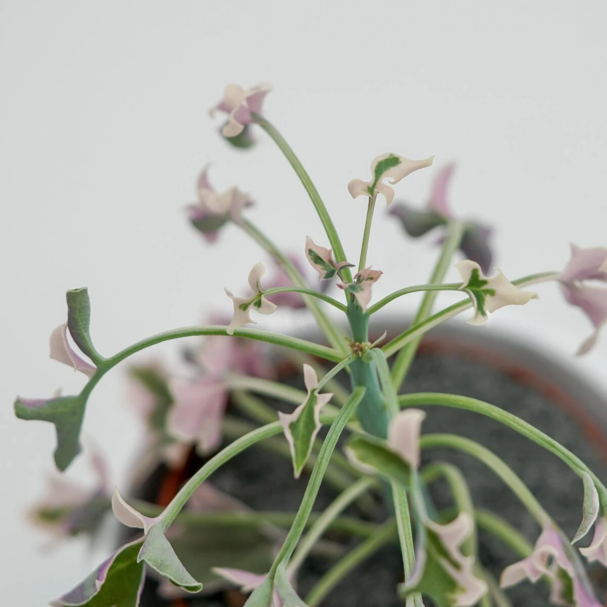 Senecio Articulatus F. Variegata - 8,5cm 7 Senecio Articulatus F. Variegata - 8,5cm - Image 5