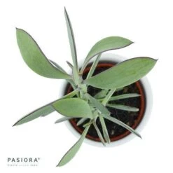 Senecio Crassissimus - 6cm -Gartenbedarf Verkäufe 2024 senecio crassissimus 6cm2