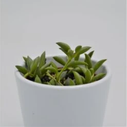 Senecio Herreianus - 6cm