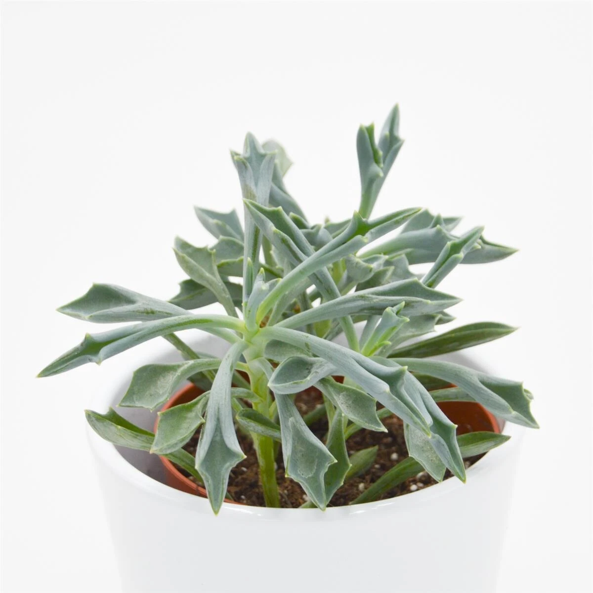 Senecio Kleiniiformis - 8,5cm 4 Senecio Kleiniiformis - 8,5cm - Image 2