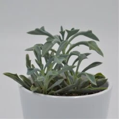 Senecio Kleiniiformis - 8,5cm
