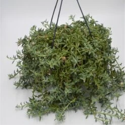 Senecio Peregrinus - 15cm Ampel