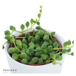 Senecio Rowleyanus - 6cm