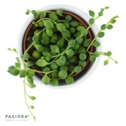 Senecio Rowleyanus - 6cm -Gartenbedarf Verkäufe 2024 senecio rowleyanus 6cm2