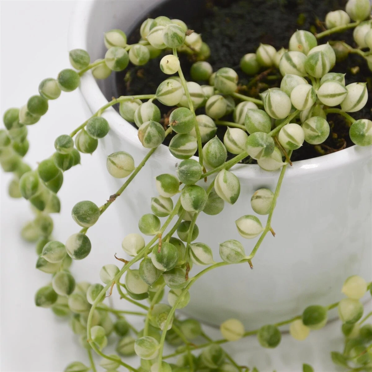 Senecio Rowleyanus F. Variegata - 8cm 3 Senecio Rowleyanus F. Variegata - 8cm