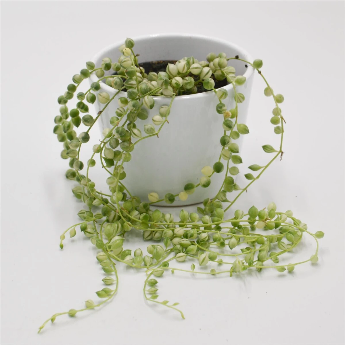 Senecio Rowleyanus F. Variegata - 8cm 4 Senecio Rowleyanus F. Variegata - 8cm - Image 2