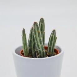 Senecio Stapeliiformis - 5,5cm