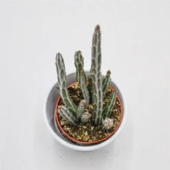 Senecio Stapeliiformis - 8,5cm