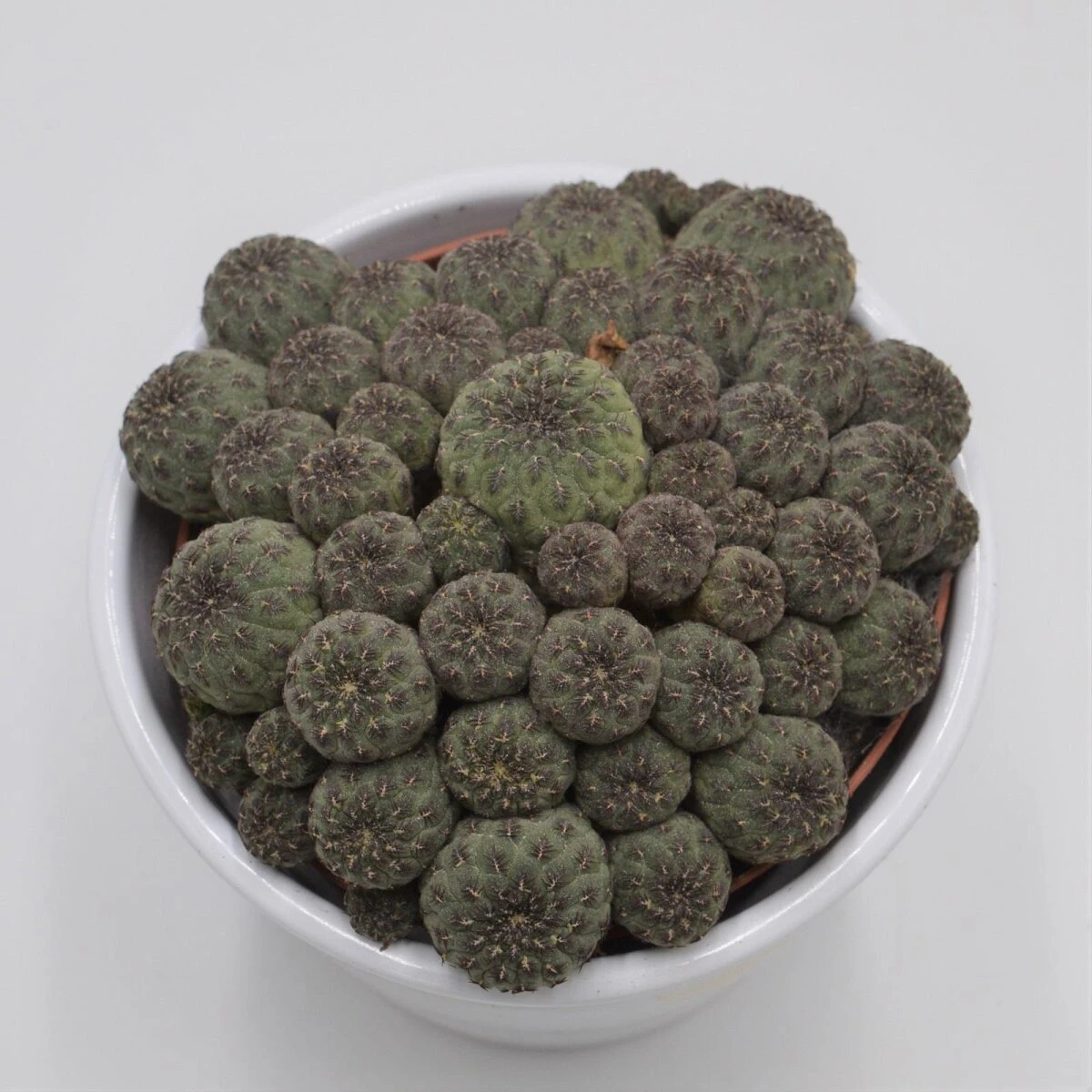 Sulcorebutia Rauschii - 10,5cm 3 Sulcorebutia Rauschii - 10,5cm