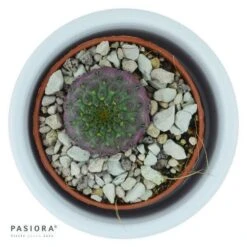 Sulcorebutia Rauschii Violet - 5,5cm -Gartenbedarf Verkäufe 2024 sulcorebutia rauschii violet 5cm2